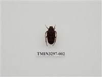 藏品(巴蘭陷紋金龜)的圖片